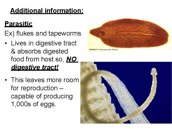 Additional information: Parasitic Ex) flukes and tapeworms • Lives in digestive tract & absorbs