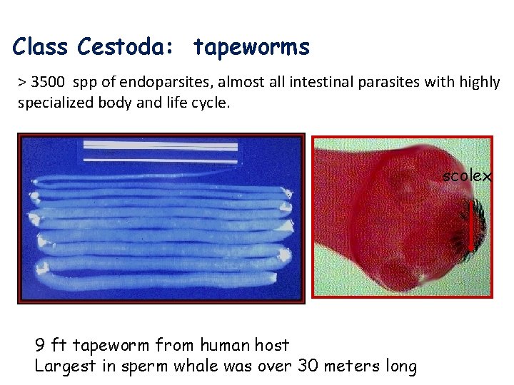 Class Cestoda: tapeworms > 3500 spp of endoparsites, almost all intestinal parasites with highly
