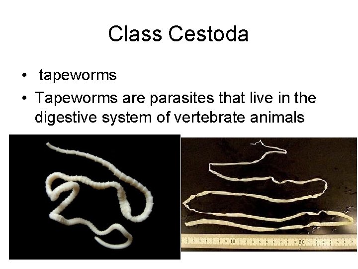 Class Cestoda • tapeworms • Tapeworms are parasites that live in the digestive system