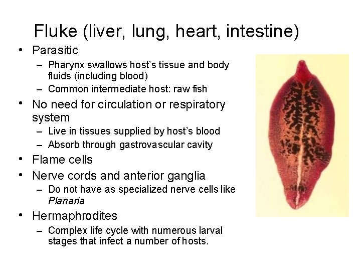 Fluke (liver, lung, heart, intestine) • Parasitic – Pharynx swallows host’s tissue and body