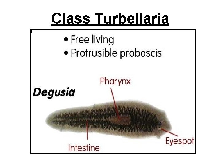 Class Turbellaria 