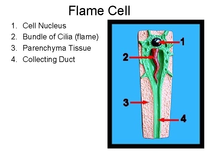 Flame Cell 1. 2. 3. 4. Cell Nucleus Bundle of Cilia (flame) Parenchyma Tissue