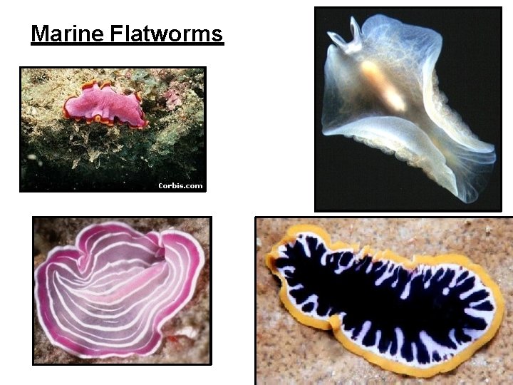 Marine Flatworms 