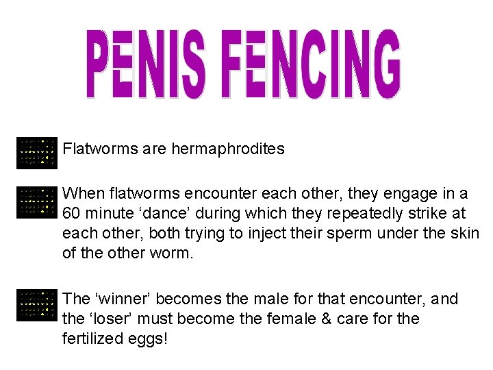 Flatworms are hermaphrodites When flatworms encounter each other, they engage in a 60 minute