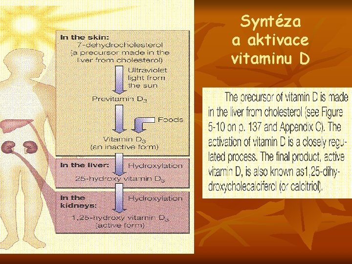 Syntéza a aktivace vitaminu D 