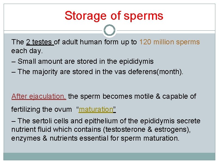 Storage of sperms The 2 testes of adult human form up to 120 million