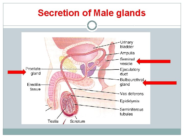 Secretion of Male glands 