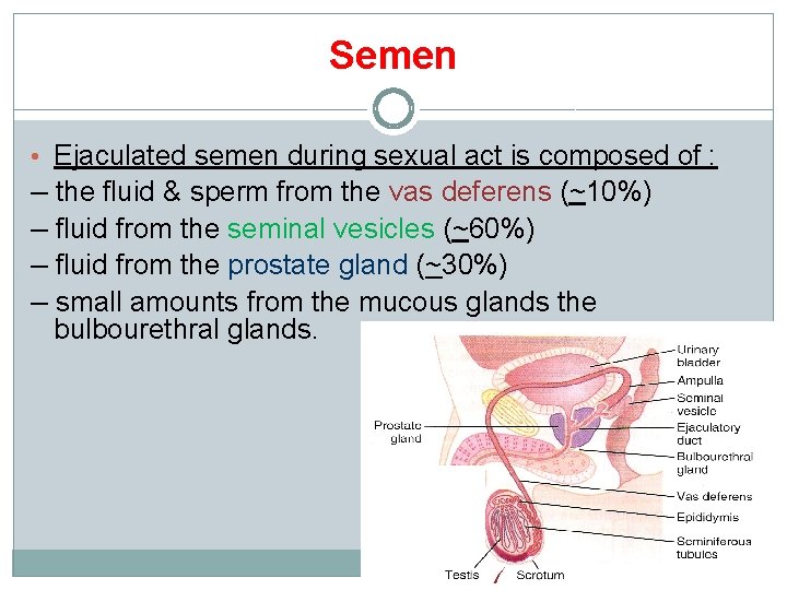 Semen • Ejaculated semen during sexual act is composed of : – the fluid