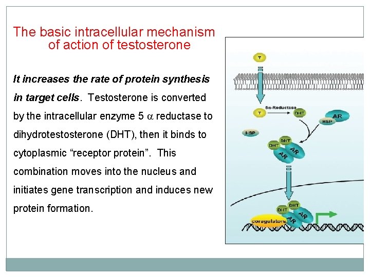 The basic intracellular mechanism of action of testosterone It increases the rate of protein