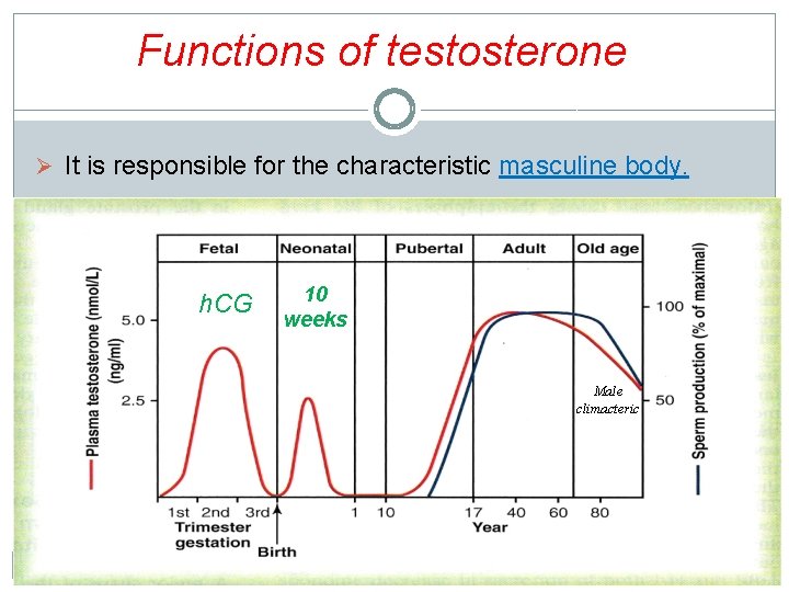 Functions of testosterone Ø It is responsible for the characteristic masculine body. h. CG