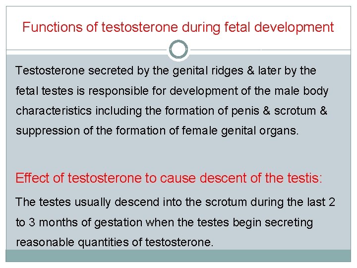 Functions of testosterone during fetal development Testosterone secreted by the genital ridges & later
