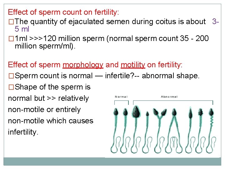 Effect of sperm count on fertility: �The quantity of ejaculated semen during coitus is