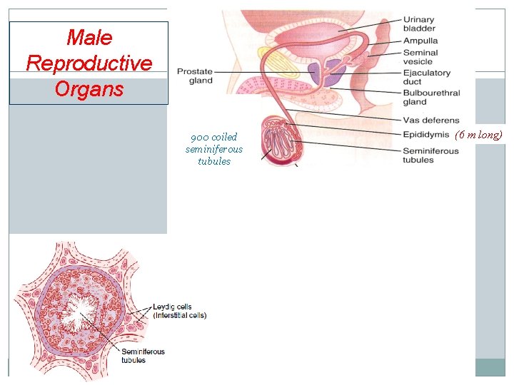 Male Reproductive Organs 900 coiled seminiferous tubules (6 m long) 