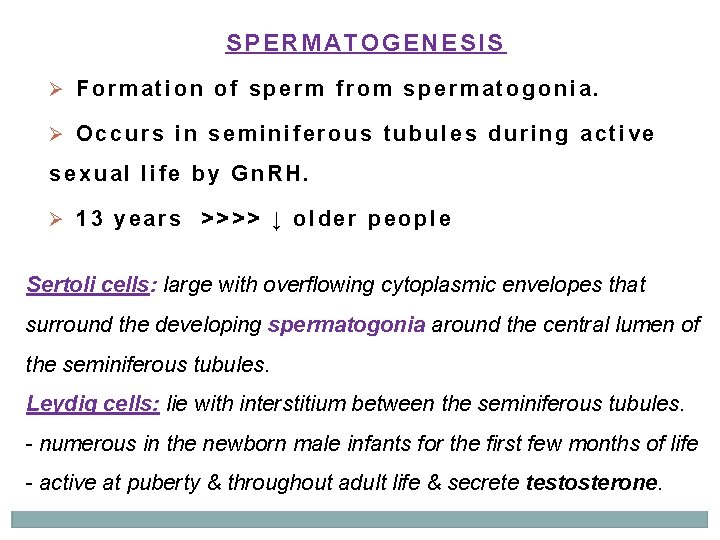 SPERMATOGENESIS Ø Formation of sperm from spermatogonia. Ø Occurs in seminiferous tubules during active