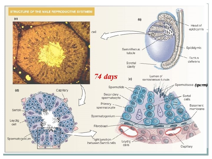 74 days (sperm) 