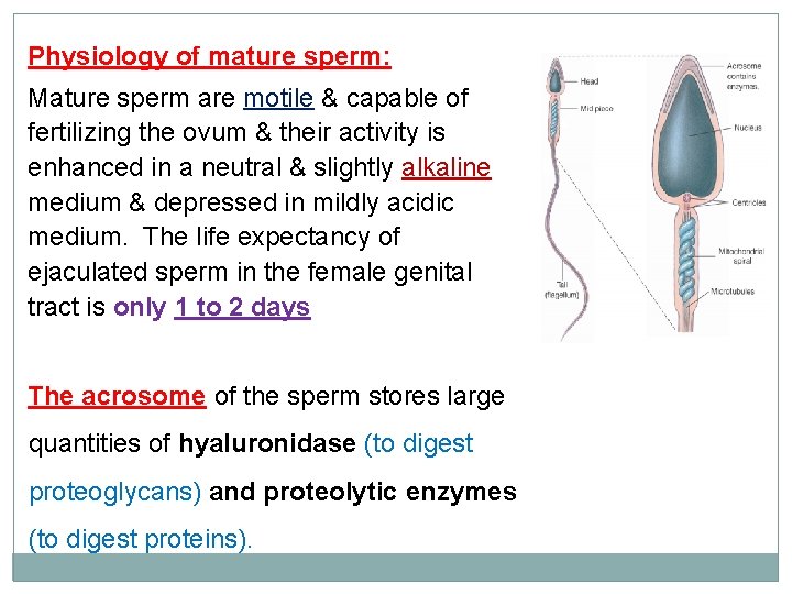 Physiology of mature sperm: Mature sperm are motile & capable of fertilizing the ovum