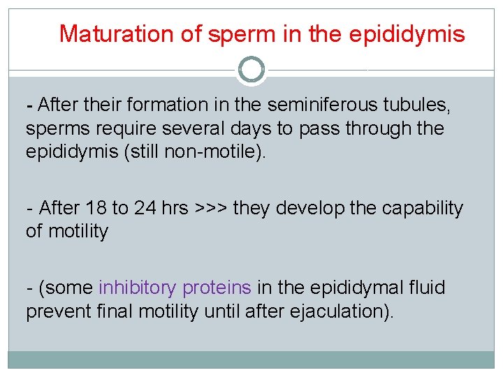 Maturation of sperm in the epididymis - After their formation in the seminiferous tubules,