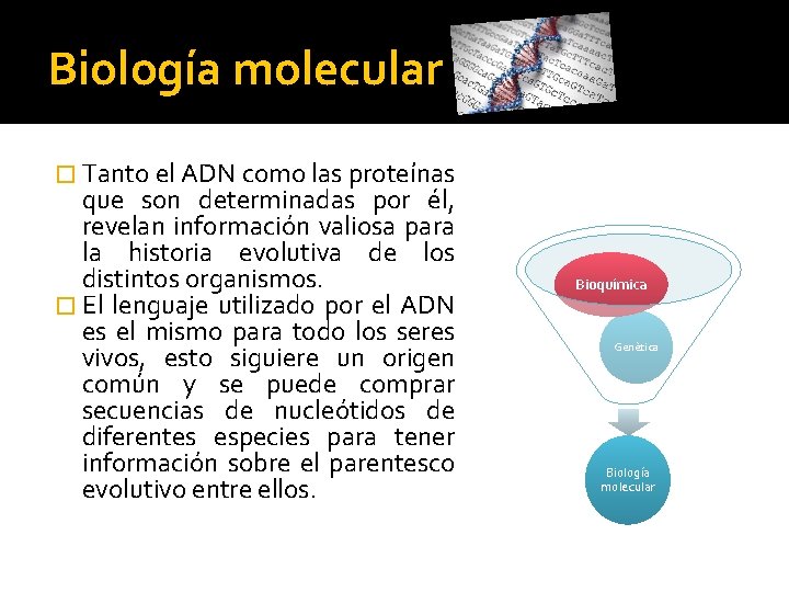 Biología molecular � Tanto el ADN como las proteínas que son determinadas por él,