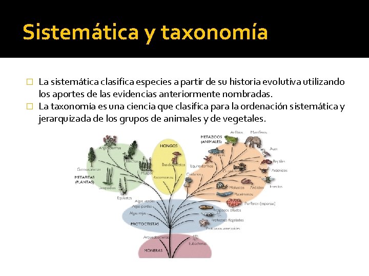 Sistemática y taxonomía La sistemática clasifica especies a partir de su historia evolutiva utilizando