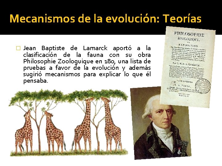 Mecanismos de la evolución: Teorías � Jean Baptiste de Lamarck aportó a la clasificación
