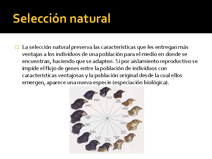 Selección natural � La selección natural preserva las características que les entregan más ventajas