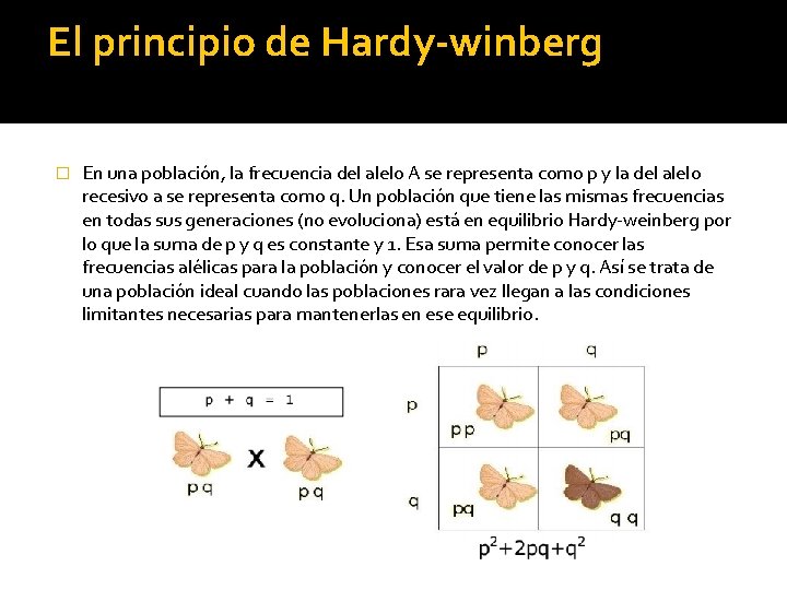 El principio de Hardy-winberg � En una población, la frecuencia del alelo A se