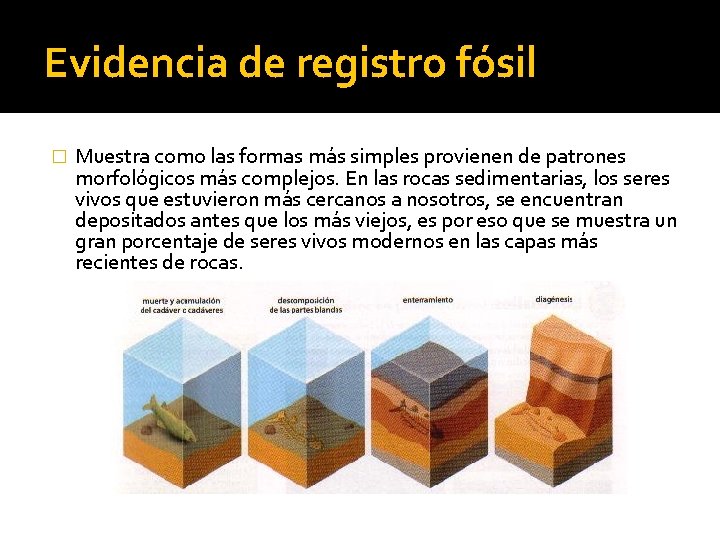 Evidencia de registro fósil � Muestra como las formas más simples provienen de patrones