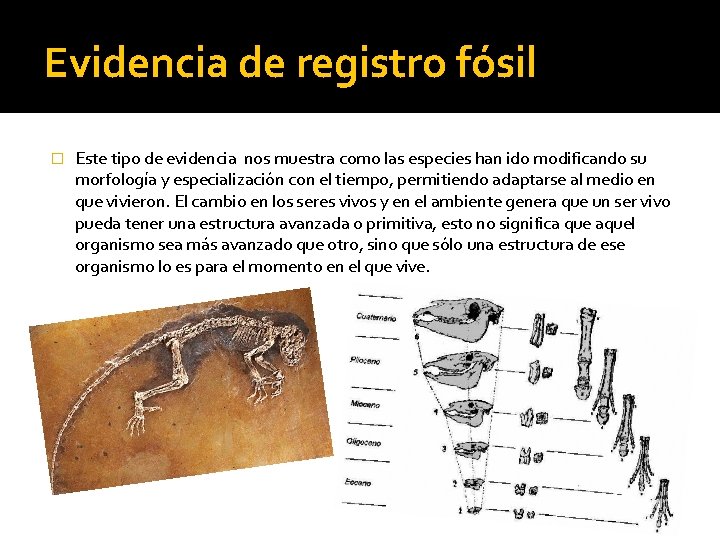 Evidencia de registro fósil � Este tipo de evidencia nos muestra como las especies