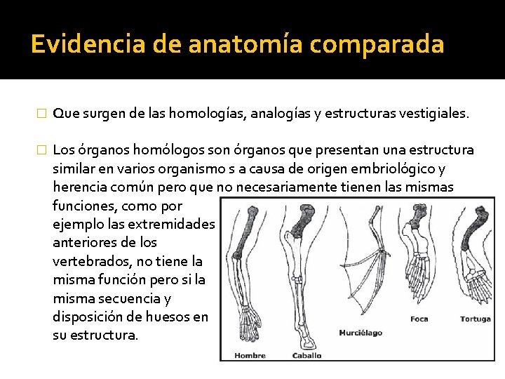 Evidencia de anatomía comparada � Que surgen de las homologías, analogías y estructuras vestigiales.