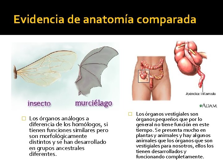 Evidencia de anatomía comparada � Los órganos análogos a diferencia de los homólogos, si