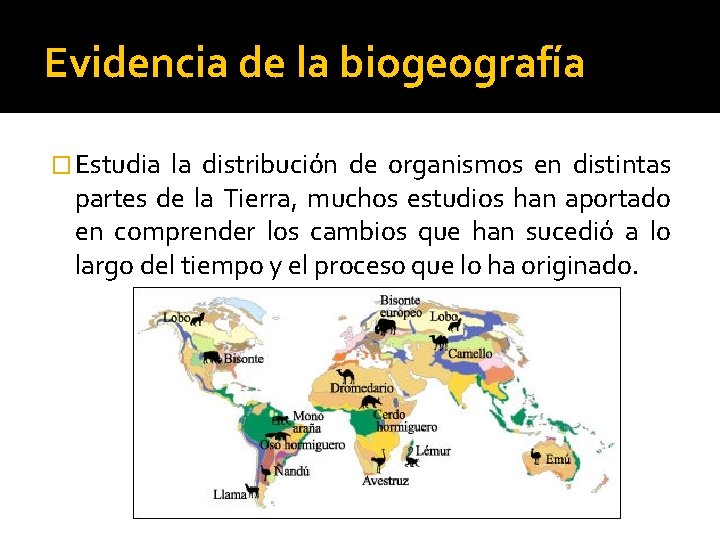 Evidencia de la biogeografía � Estudia la distribución de organismos en distintas partes de