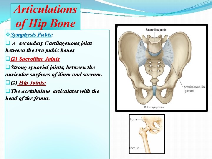 Articulations of Hip Bone v. Symphysis Pubis: q A secondary Cartilagenous joint between the