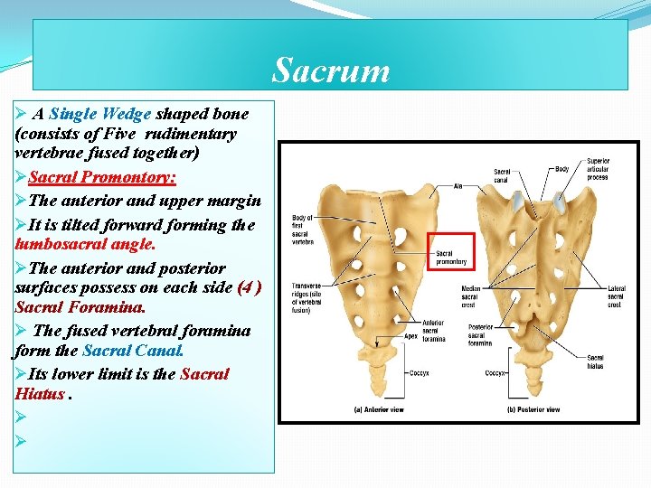 Sacrum Ø A Single Wedge shaped bone (consists of Five rudimentary vertebrae fused together)