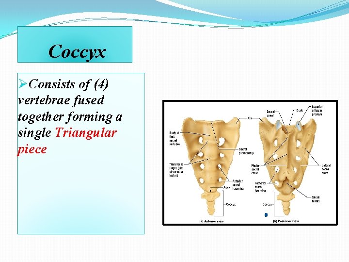 Coccyx ØConsists of (4) vertebrae fused together forming a single Triangular piece 