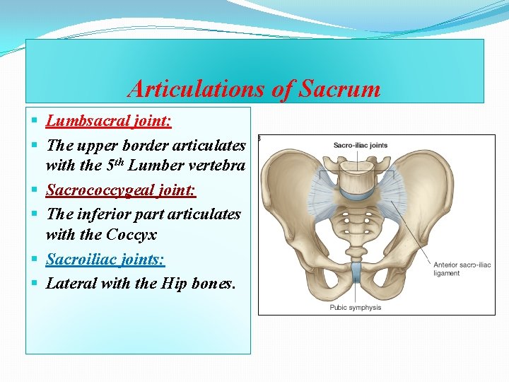 Articulations of Sacrum § Lumbsacral joint: § The upper border articulates with the 5