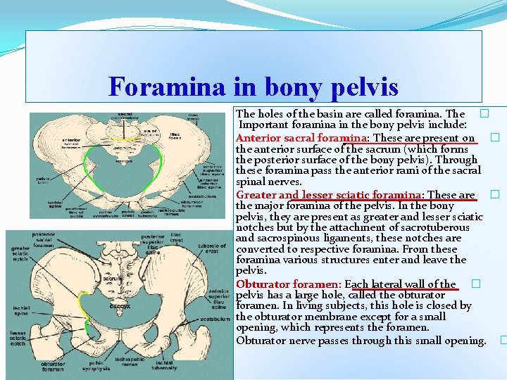 Foramina in bony pelvis The holes of the basin are called foramina. The �