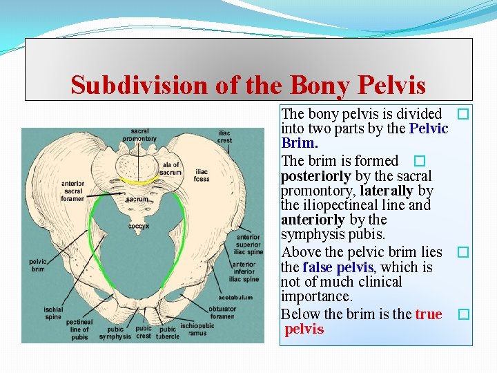 Subdivision of the Bony Pelvis The bony pelvis is divided � into two parts