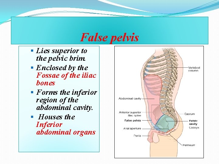 False pelvis § Lies superior to the pelvic brim. § Enclosed by the Fossae