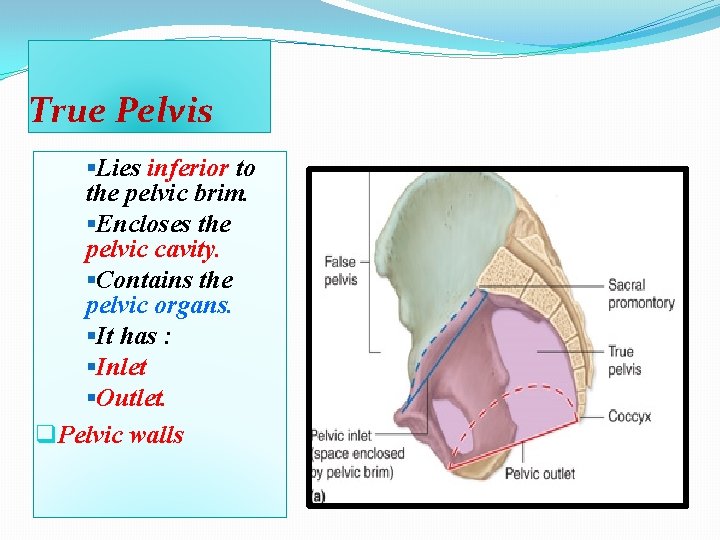 True Pelvis §Lies inferior to the pelvic brim. §Encloses the pelvic cavity. §Contains the