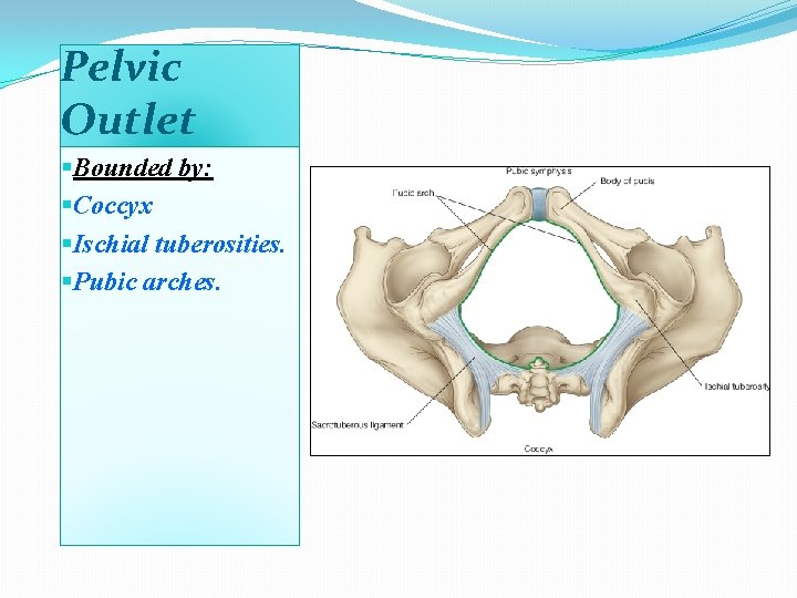 Pelvic Outlet §Bounded by: §Coccyx §Ischial tuberosities. §Pubic arches. 