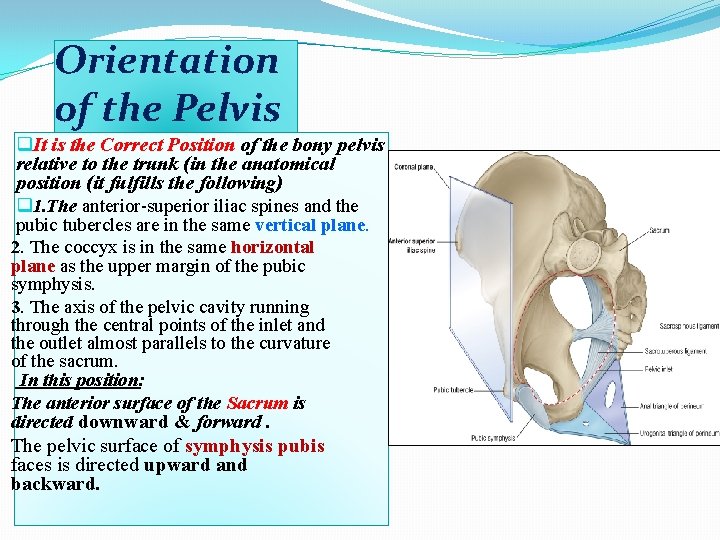 Orientation of the Pelvis q. It is the Correct Position of the bony pelvis