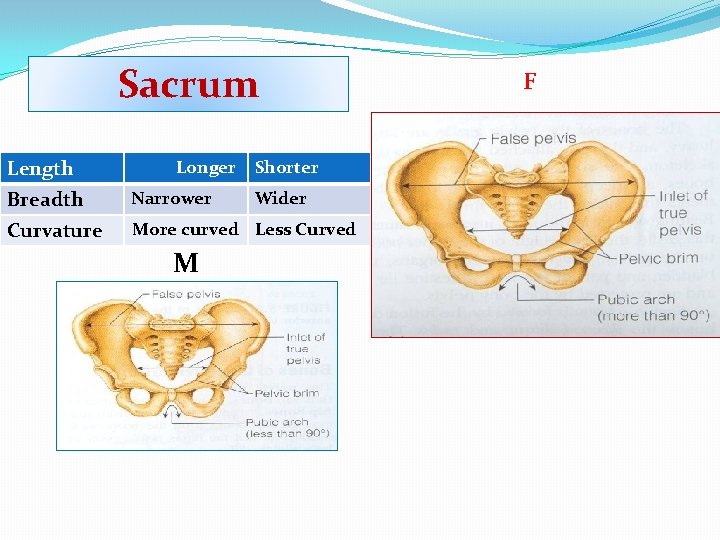 Sacrum Length Longer Shorter Breadth Narrower Curvature More curved Less Curved M Wider F