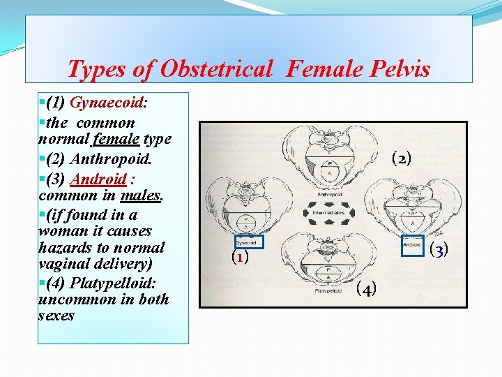 Types of Obstetrical Female Pelvis §(1) Gynaecoid: §the common normal female type §(2) Anthropoid.