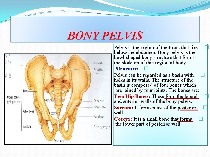 BONY PELVIS Pelvis is the region of the trunk that lies � below the