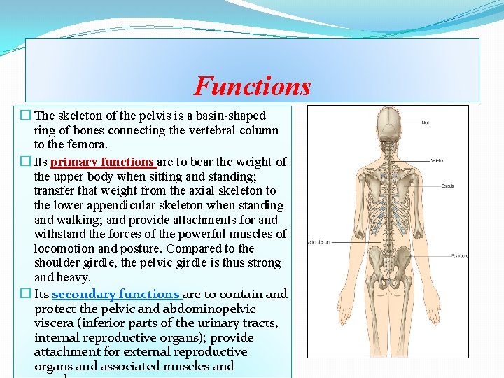 Functions � The skeleton of the pelvis is a basin-shaped ring of bones connecting