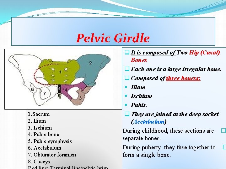 Pelvic Girdle 1. Sacrum 2. Ilium 3. Ischium 4. Pubic bone 5. Pubic symphysis