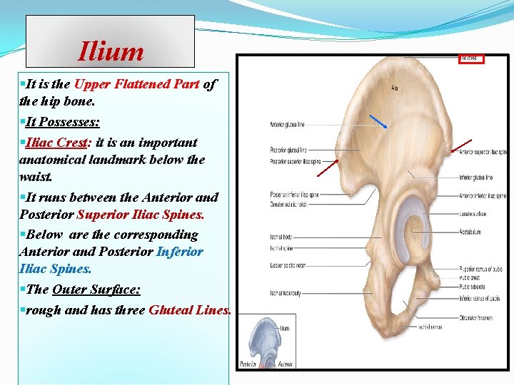 Ilium §It is the Upper Flattened Part of the hip bone. §It Possesses: §Iliac