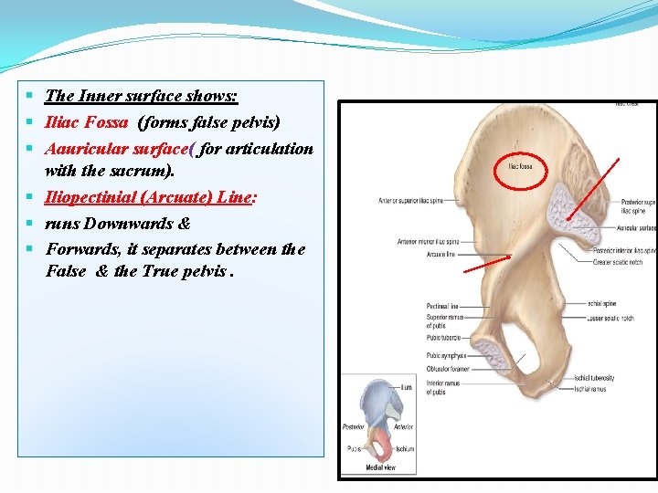 § The Inner surface shows: § Iliac Fossa (forms false pelvis) § Aauricular surface(