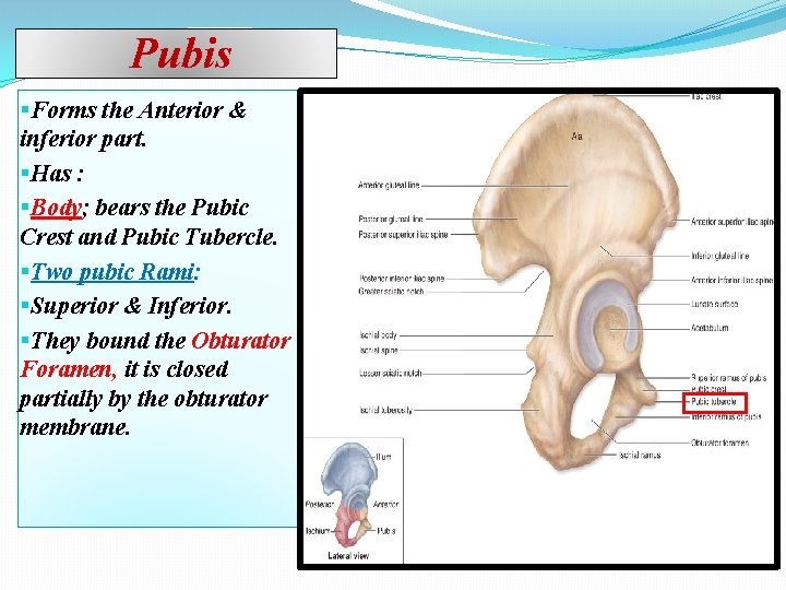 Pubis §Forms the Anterior & inferior part. §Has : §Body; bears the Pubic Crest
