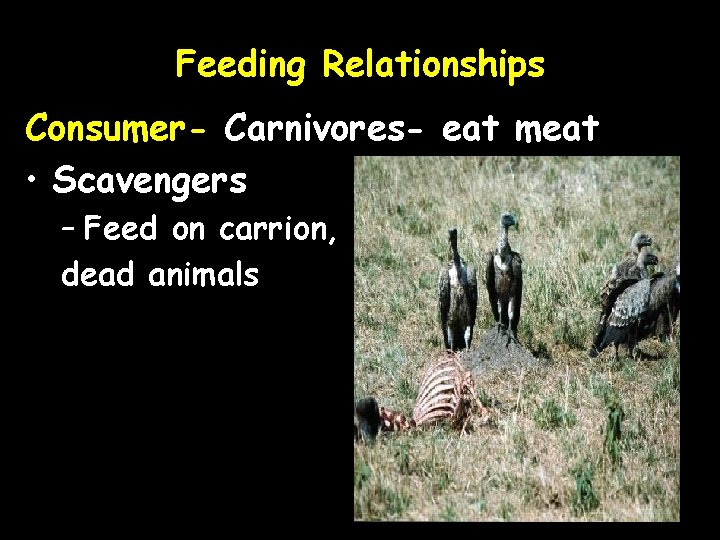 Feeding Relationships Consumer- Carnivores- eat meat • Scavengers – Feed on carrion, dead animals